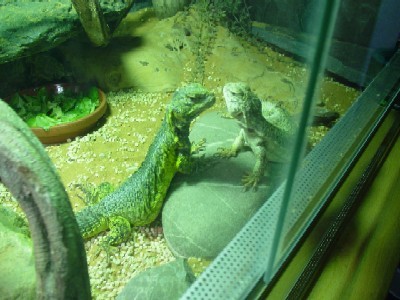 Nordafrikanische Dornschwanzagamen (Uromastyx acanthinura)