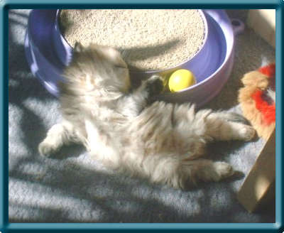 Picasso, der kleine Genieer