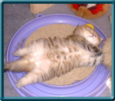 Picasso, mde vom Spiel