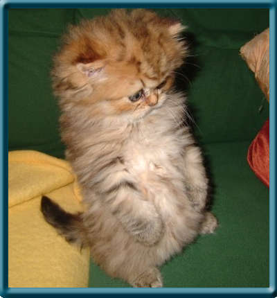 Picasso, das kleine Erdmnnchen